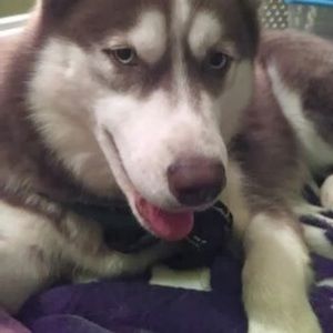 Meet your Posher, Norma